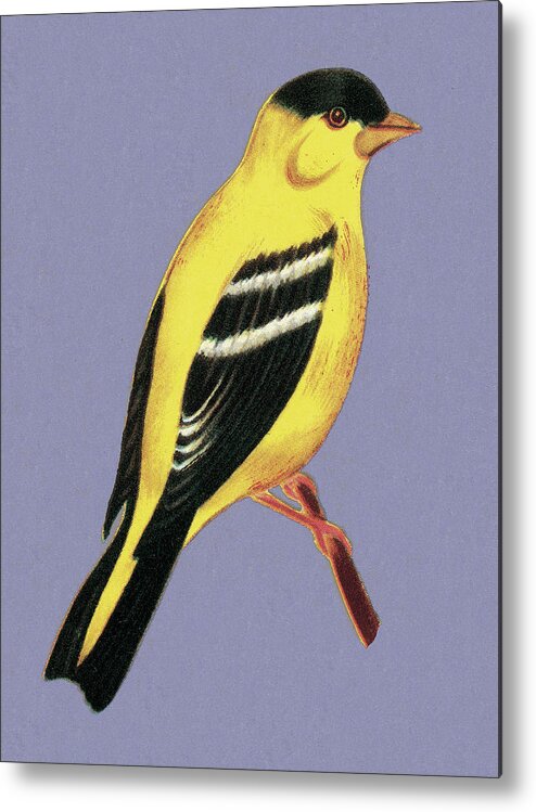 Animal Metal Print featuring the drawing Yellow and Black Bird by CSA Images