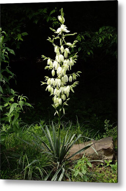 Yucca Metal Print featuring the photograph Yucca Blossoms by Nancy Ayanna Wyatt