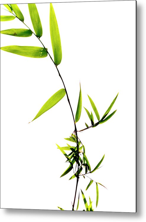 Bamboo Metal Print featuring the photograph Bamboo Leaves #1 by Christopher Johnson