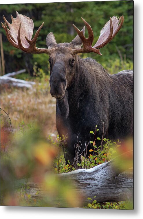 Photography Metal Print featuring the photograph Bull moose, Glacier National Park, Montana #1 by Tim Fitzharris