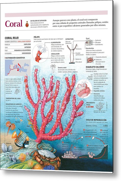 Fauna Marina Metal Print featuring the digital art Coral #1 by Album