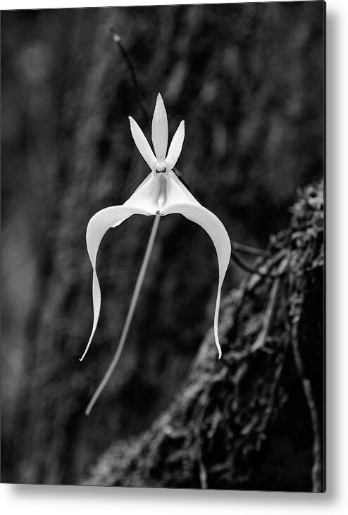Black & White Metal Print featuring the photograph Ghost Orchid 3 #2 by Rudy Wilms
