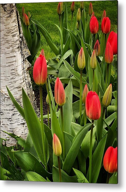 Tulips Metal Print featuring the photograph Spring Tulips #1 by Jerry Abbott