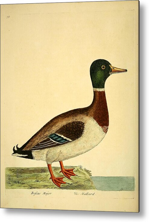 Ducks Metal Print featuring the mixed media Beautiful antique waterfowl #24 by World Art Collective