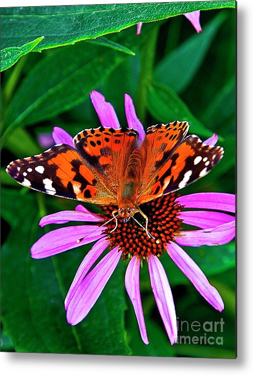 Butterfly Metal Print featuring the photograph 2520a by Burney Lieberman