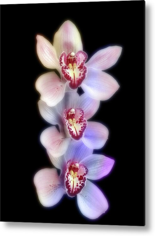 Orchids Metal Print featuring the photograph A Lovely Orchid Trio by Johanna Hurmerinta