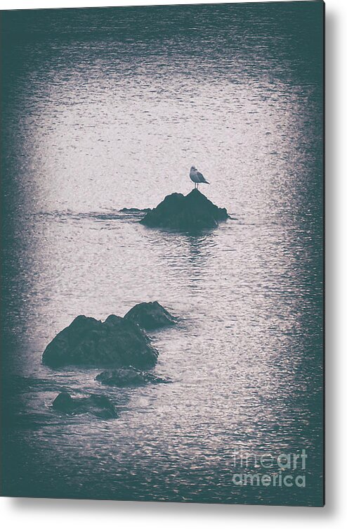 Vintage Metal Print featuring the photograph A Seagull Rests by Phil Perkins