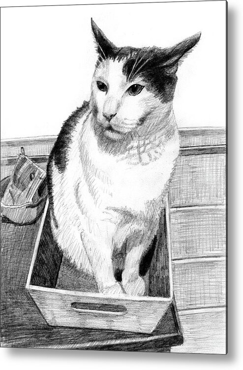 Cat Metal Print featuring the drawing A tuxedo cat in a small box on a table by Tim Murphy