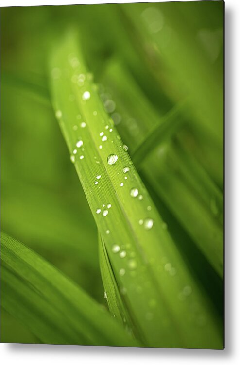 Mombretia Metal Print featuring the photograph After the rain by Average Images