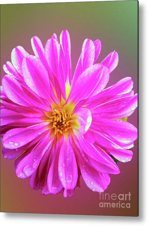 Alpine Metal Print featuring the photograph Alpine Aster by Carol Eliassen