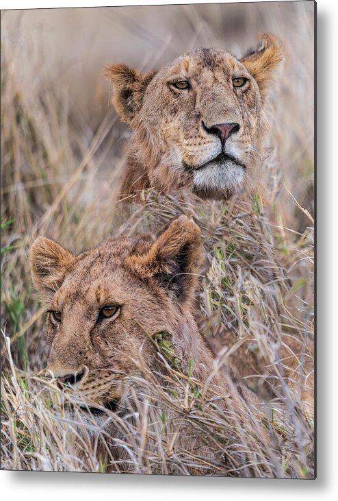 Africa Metal Print featuring the photograph And Then There Were TWO by Betty Eich