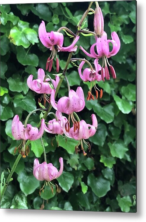 Arabian Lily Metal Print featuring the photograph Arabian Lily by Mark Egerton