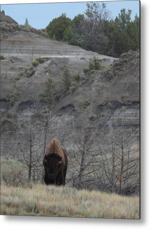 Bison Metal Print featuring the photograph Badlands Bull by Amanda R Wright
