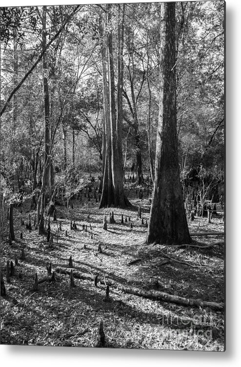 Bald Cypress Tree Metal Print featuring the photograph Bald Cypress on Dry Land in Black and White by L Bosco