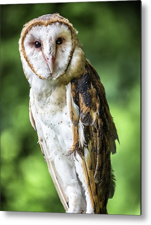 Raptors Owl Barn Owl Metal Print featuring the photograph Barn owl by Robert Miller