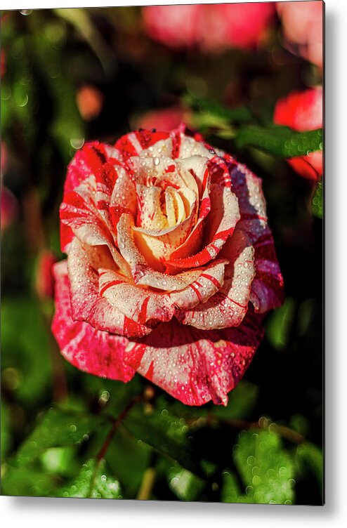 Red Metal Print featuring the photograph Beautiful Red and White Rose by Rob Green