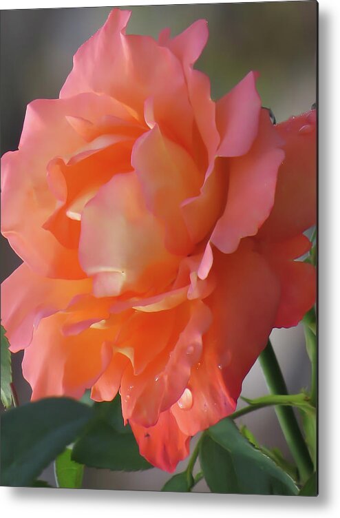Floral Metal Print featuring the photograph Beauty rose by Zina Stromberg