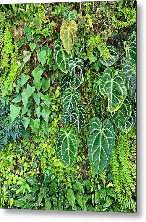 Bhm Metal Print featuring the photograph BHM Living Wall Study 5 by Robert Meyers-Lussier