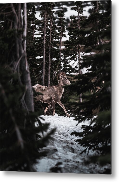  Metal Print featuring the photograph Bighorn in Snow by William Boggs