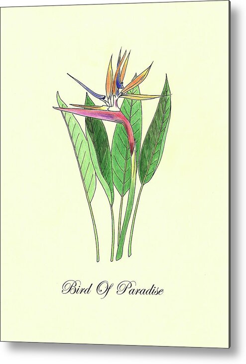 Bird Metal Print featuring the painting Biird Of Paradise. Vintage by Masha Batkova