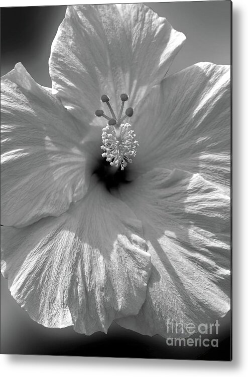 Flower Metal Print featuring the photograph Black and White Hibiscus by Mafalda Cento