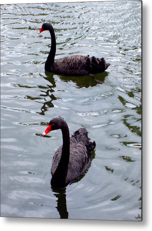 Swans Metal Print featuring the photograph Black Swans by Deborah Crew-Johnson