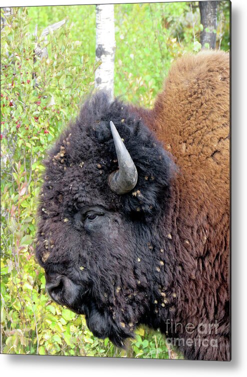 Canada Metal Print featuring the photograph Boss Man by Mary Mikawoz