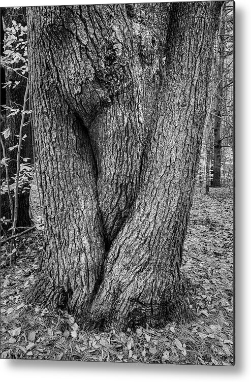 Black And White Metal Print featuring the photograph Boyden XXII Tree Trunk BW by David Gordon