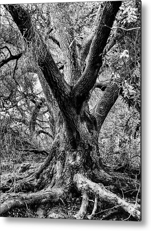 Black And White Metal Print featuring the photograph Branches by Jay Binkly
