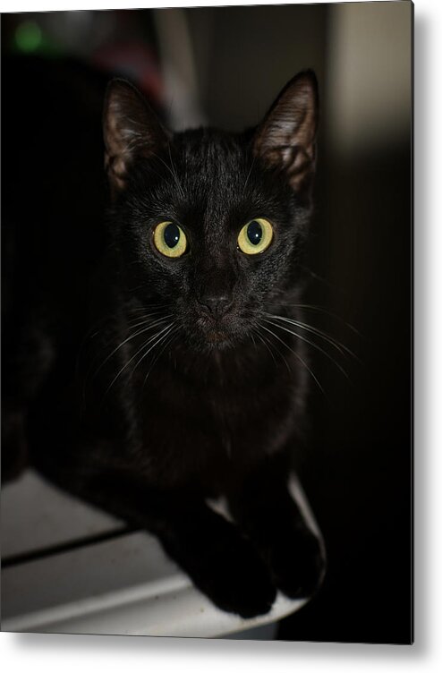 Cat Metal Print featuring the photograph Bright Eyes by DArcy Evans