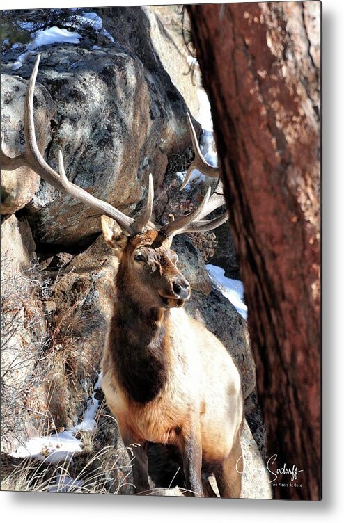 Elk Metal Print featuring the photograph Bull Elk Spring Sun DS by Jerry Sodorff