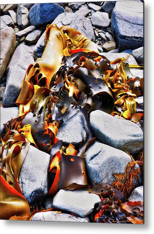 Bull Kelp On Rocks Tasmania Metal Print featuring the photograph Bull Kelp on Blue Rocks by Lexa Harpell