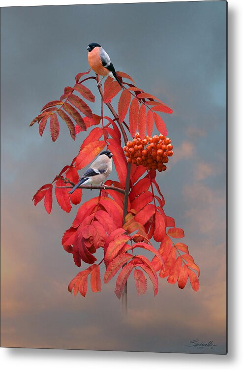 Bird Metal Print featuring the digital art Bullfinches in Rowan Tree by M Spadecaller