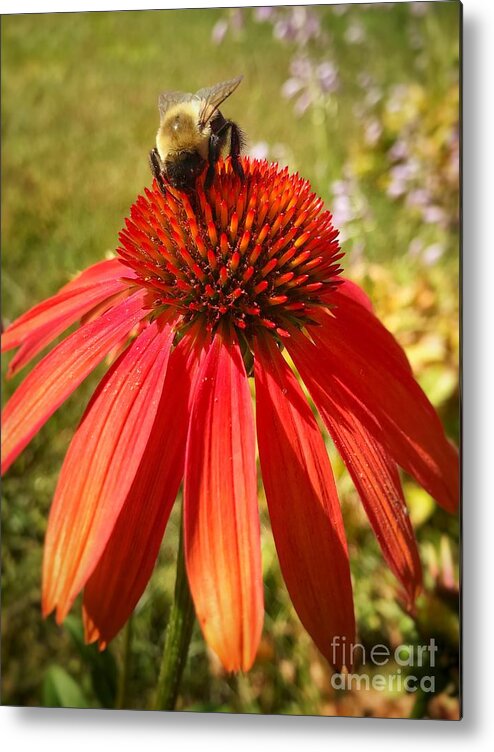 Bumble Bee Red Coneflower Yellow Metal Print featuring the photograph Bumble Bee on Coneflower by Raena Wilson