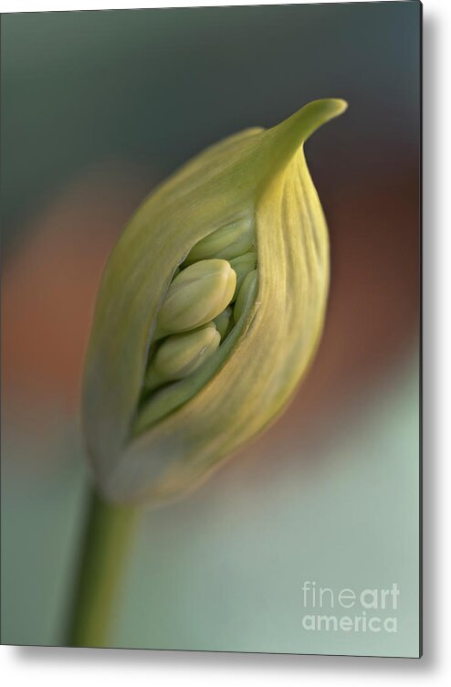 Curious Born Burst Sunny Togetherness Agapanthus Bud Pod White Red Yellow Green Family Care Tender Creative Contemporary Associative Sentimental Soft Pastel Beautiful Artistic Flower Emotional Spiritual Cheerful Delightful Pretty Sweet Idyllic Serenity Happy Elegance Pleasing Stylish Inspirational Romantic Charming Aesthetic Attractive Poetic Impression Impressionistic Stunning Fabulous Still-life Delicate Gentle Together Bonded Watercolor Togetherness Smile Pleasant Effective Macro Close Up Metal Print featuring the photograph Burst of pod as buds relief - birthday for new flowers, white agapanthus by Tatiana Bogracheva