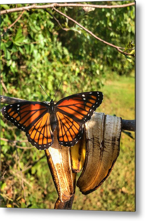 Butterfly Metal Print featuring the photograph Butterfly on Banana Peel by Michael Dean Shelton