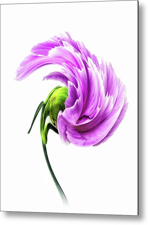 Carnation Metal Print featuring the photograph Carnation Curtsy by Bill and Linda Tiepelman