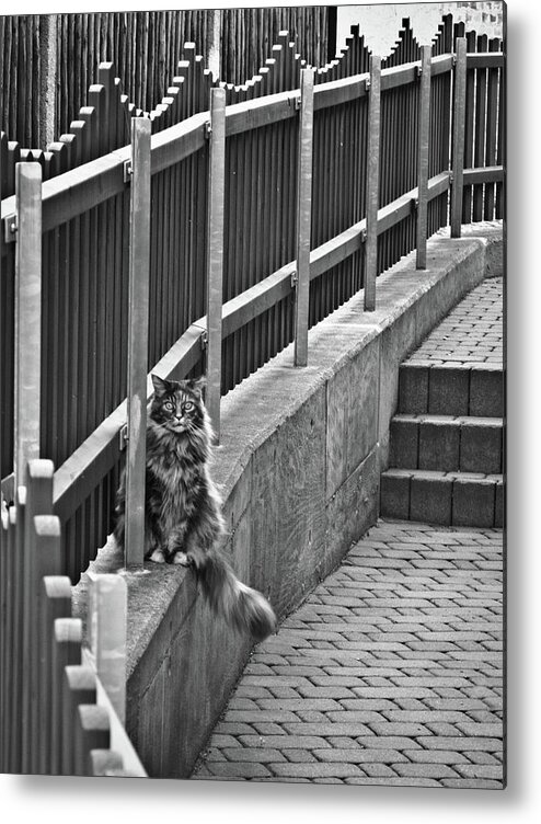 Germany Metal Print featuring the photograph Cat on a fence by Naomi Maya