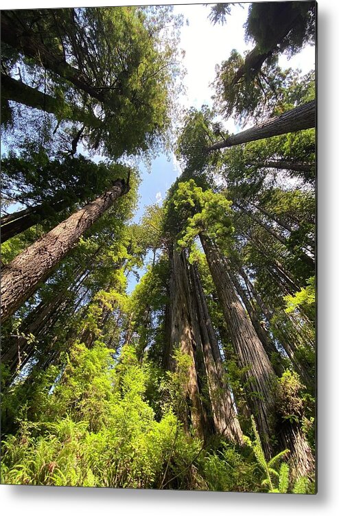 Redwoods Metal Print featuring the photograph Circle of Friends by Daniele Smith