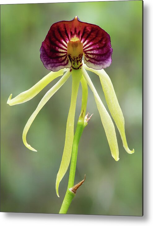 Big Cypress National Preserve Metal Print featuring the photograph Clamshell Orchid by Rudy Wilms