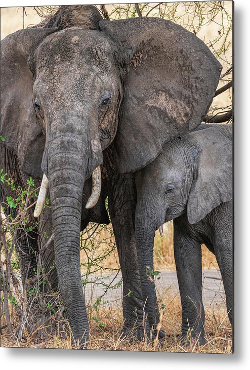 Africa Metal Print featuring the photograph Closeup of Mother and Baby Elephants by Betty Eich