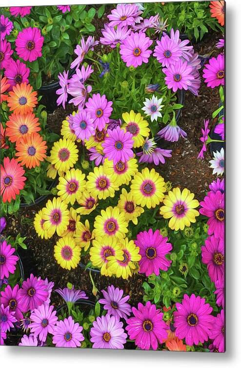 Daisy Metal Print featuring the photograph Colorful Spring Daisies by Bonnie Follett