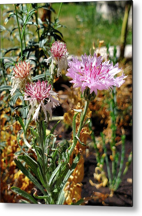 Centaurea Cyanus Metal Print featuring the photograph Cornflowers by Jean Evans