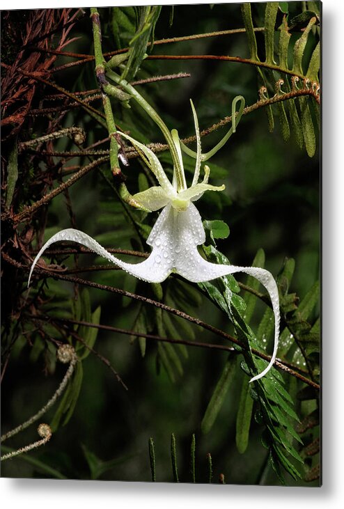Big Cypress National Preserve Metal Print featuring the photograph Crooked Ghost Orchid by Rudy Wilms