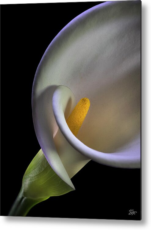 Curves Metal Print featuring the photograph Curves Of A Calla Lily by Endre Balogh