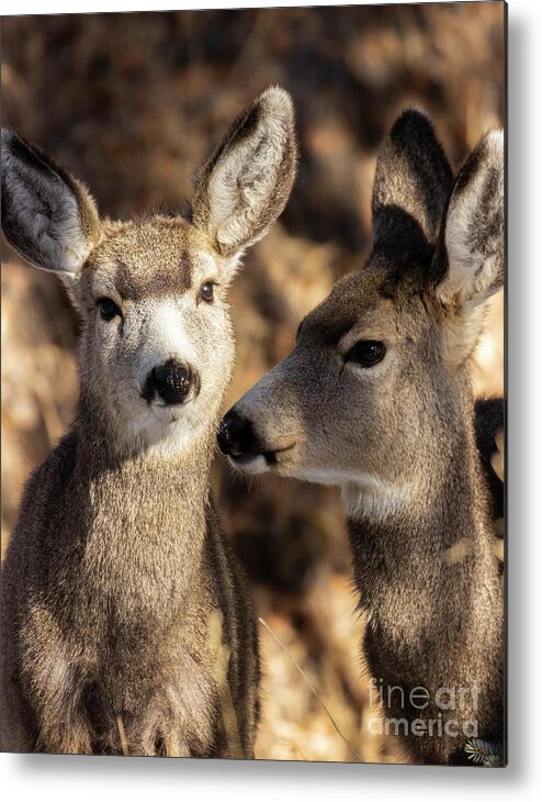 Deer Metal Print featuring the photograph Cute Pair of Mule Deer by Steven Krull