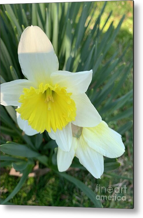 Daffodils Metal Print featuring the photograph Daffodils by Catherine Wilson