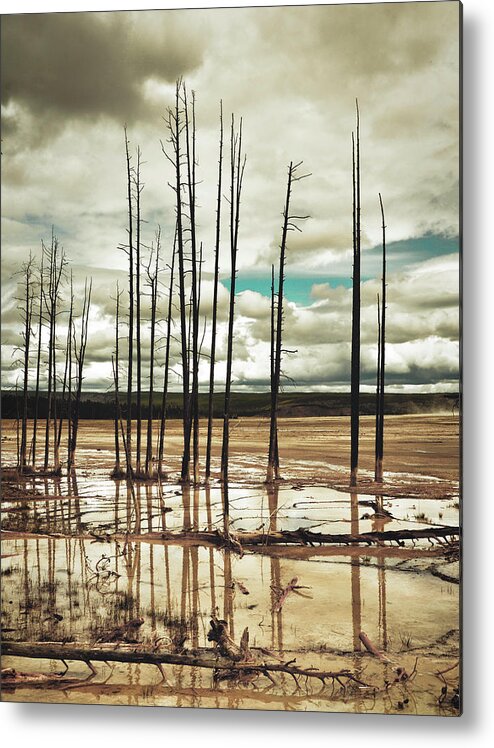 Dead Trees At Yellowstone National Park Metal Print featuring the photograph Dead Trees at Yellowstone National Park by Karen Cox
