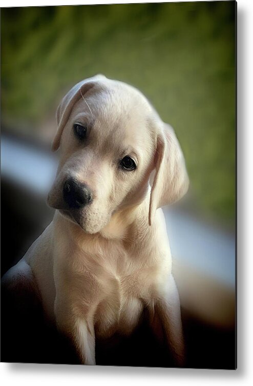 Labrador Metal Print featuring the photograph Did you say bacon? by Waterdancer