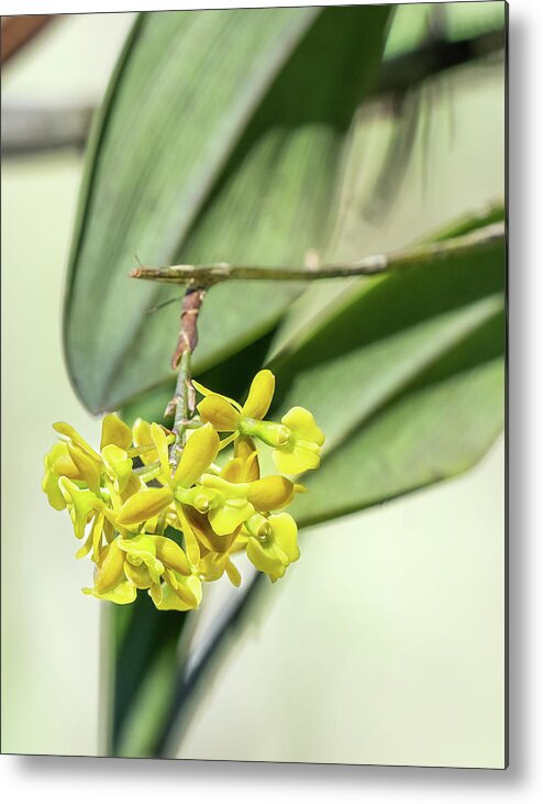 Dingy Flowered Star Orchid Metal Print featuring the photograph Dingy Flowered Star Orchid 1 by Rudy Wilms